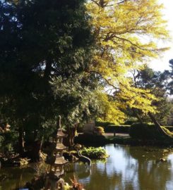 Japanese Tea Gardens