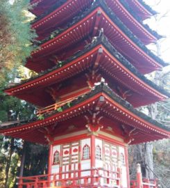 Japanese Tea Gardens