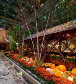 Conservatory & Botanical Garden