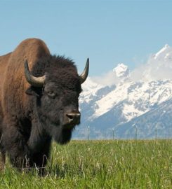 The Lodge At Jackson Hole