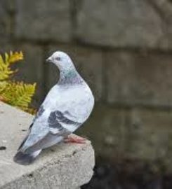 City Bird