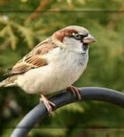 City Bird