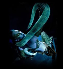 BELLY DANCERS IN NEW YORK