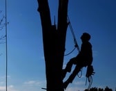 Cameron Park Tree Services