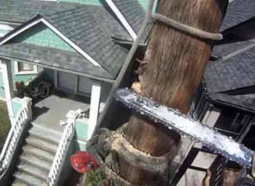 Evanston Tree Service