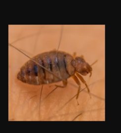 Mitchell Pest Services