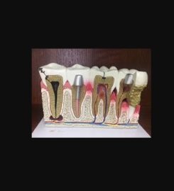 Sierra Dental & Orthodontics