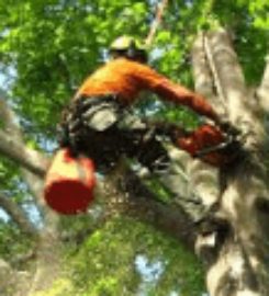 Tree Guardian LLC
