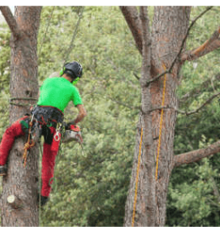Tree Service Austin