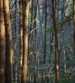 Tree Service Kansas City