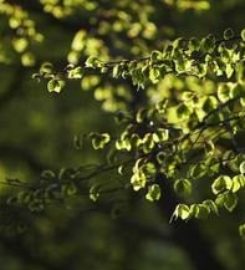 Tree Service Kansas City