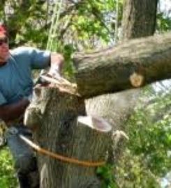 Tree Services Atlanta