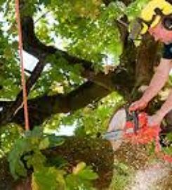 Tree Services Atlanta