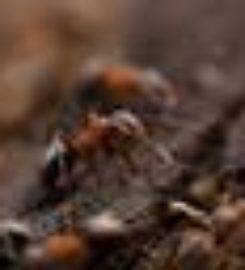 Pest Control in McAllen