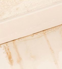 Springfield Mold Restoration Experts