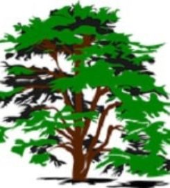 Des Moines Tree Service