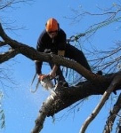 Winston-Salem Tree Service