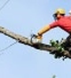 Des Moines Tree Service
