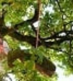 Winston-Salem Tree Service