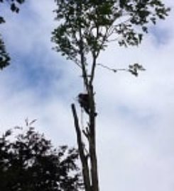 Des Moines Tree Service