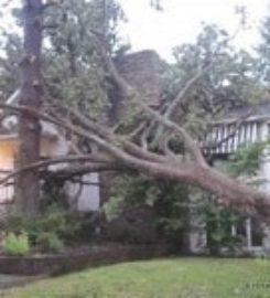 Des Moines Tree Service