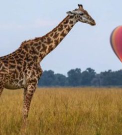 The Safari Index Africa