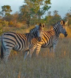 The Safari Index Africa
