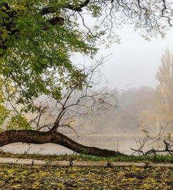 Grapevine Tree Service