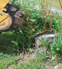 Grapevine Tree Service