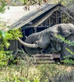 The Safari Index Africa