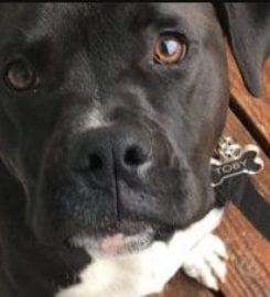DognPooch.com