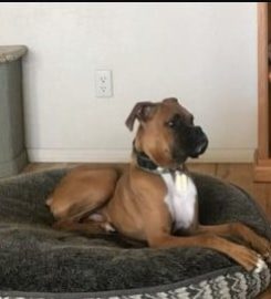 DognPooch.com