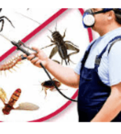 Undertaker Pest Control