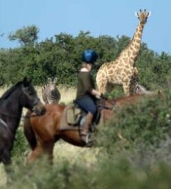 The Safari Index Africa