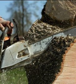 Dead or Alive Tree Service