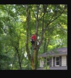 Tree Services Alpharetta