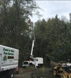 Dead or Alive Tree Service
