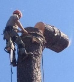 Arbor Care Tree Service