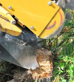 Tree Trimming Services of The Woodlands, Texas 77382