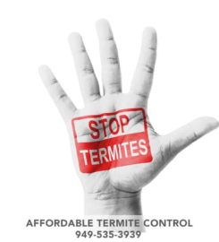 Affordable Termite Control