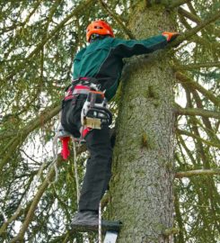 Tree Trimming Services of The Woodlands, Texas 77382
