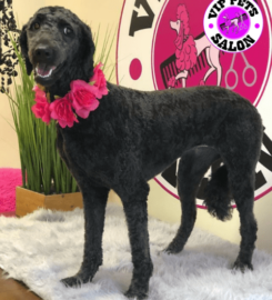 V.I.P. Pets Salon