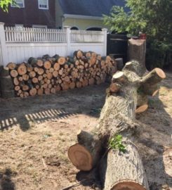 Tree Removal East York