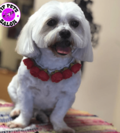 V.I.P. Pets Salon