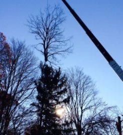 Tree Removal East York