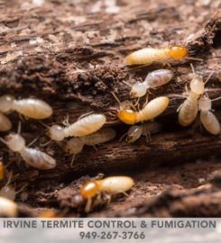 Irvine Termite Control & Fumigation