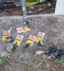 Bug-Man Pest Control Fleming Island