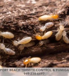 Newport Beach Termite Control & Fumigation
