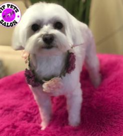 V.I.P. Pets Salon