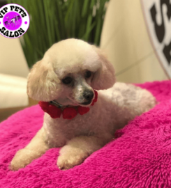 V.I.P. Pets Salon